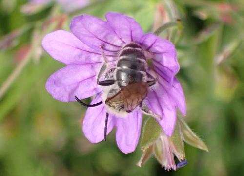 Andrena sp.